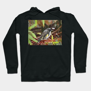 New Holland Honeyeater sitting in a Gum Tree Hoodie